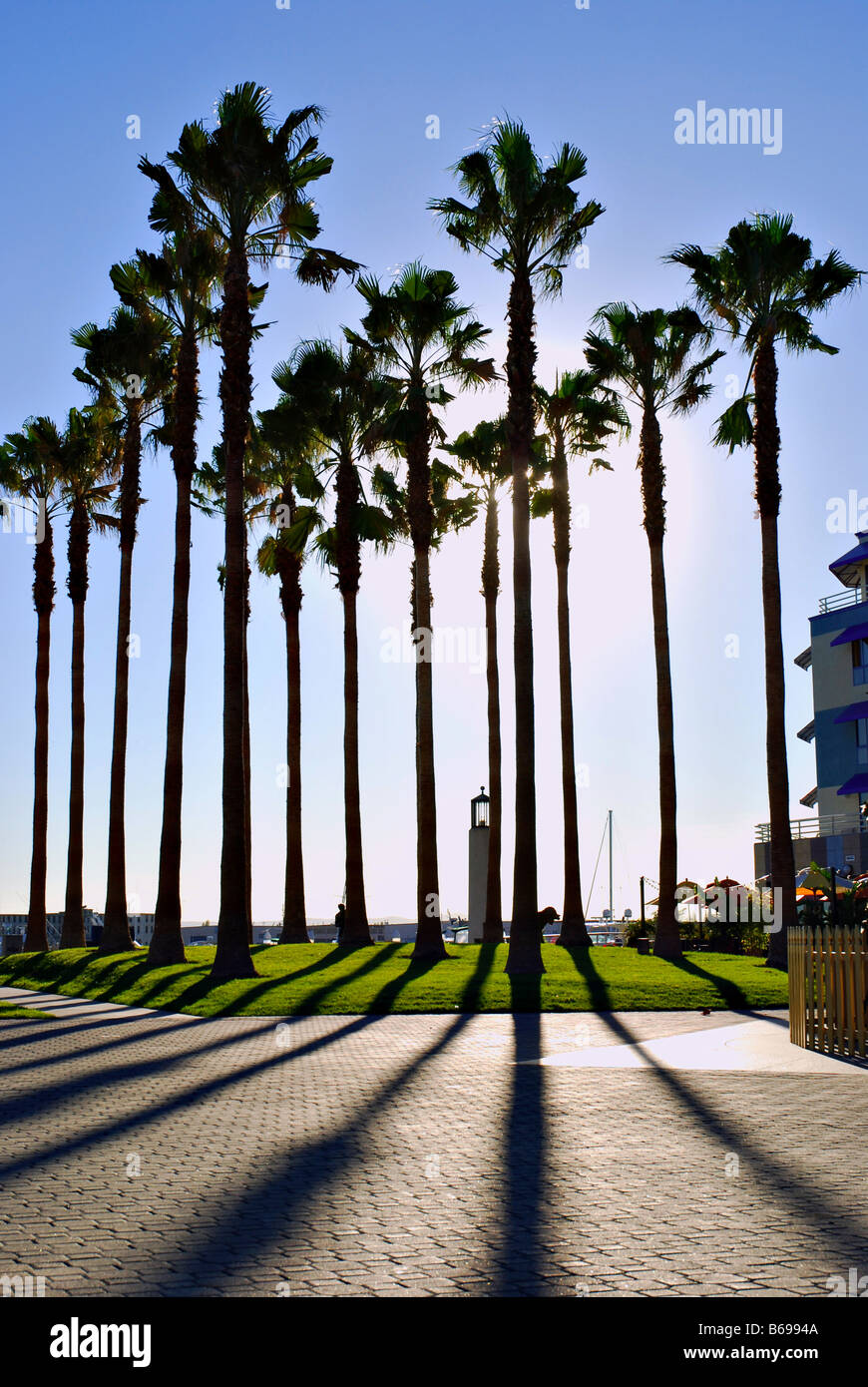 Cluster di palme gettando ombre dal sole a Jack London Square di Oakland, California Foto Stock