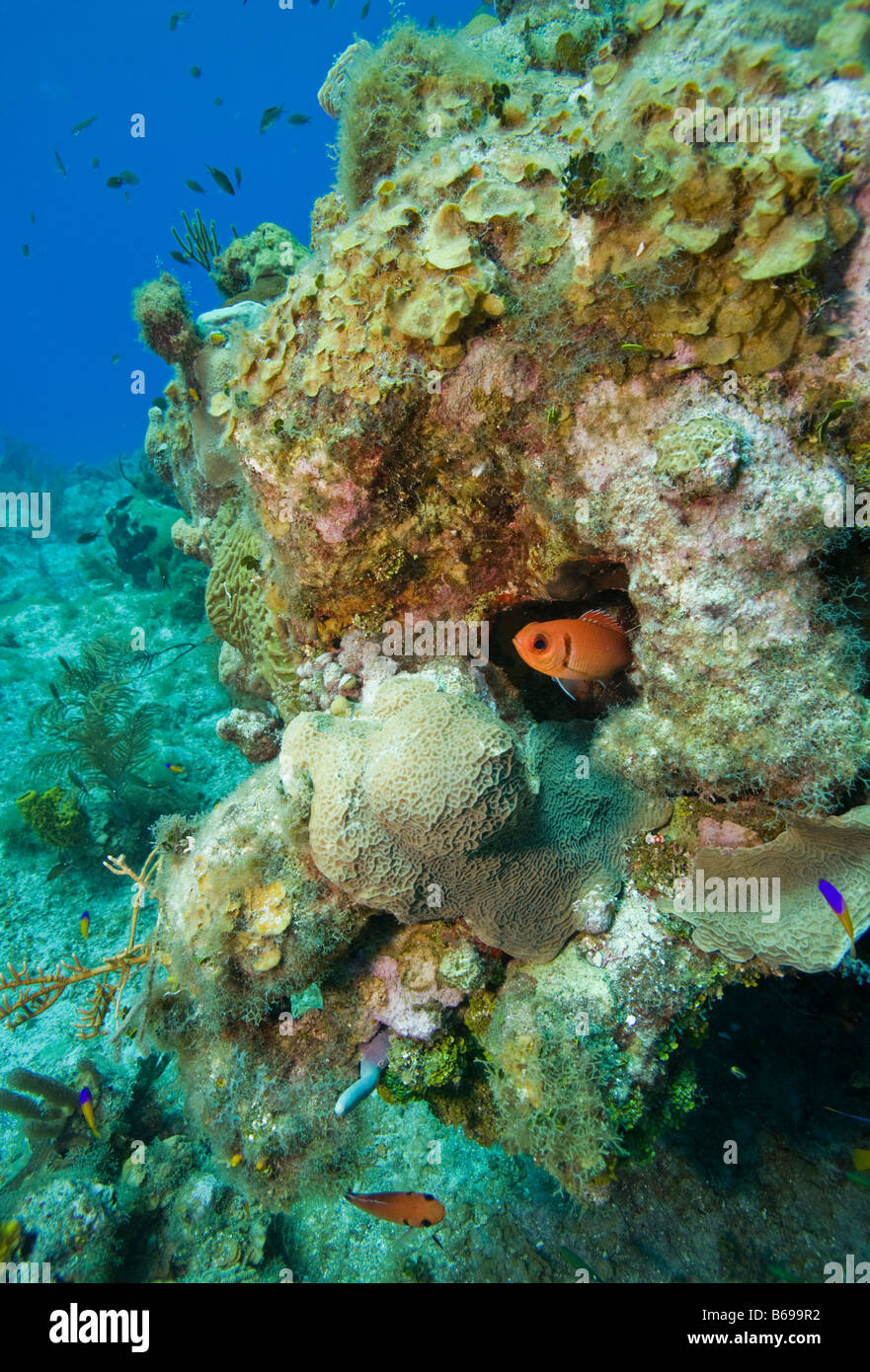 Isole Cayman Grand Cayman Island vista subacquea di pesci tropicali nuoto passato barriere coralline nel Mar dei Caraibi Foto Stock