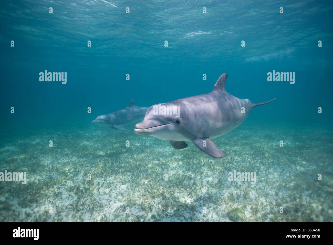 Bahamas Grand Bahama Island Freeport Captive Bottlenose Dolphin Tursiops truncatus nuotare nel mare dei Caraibi al sito di UNEXSO Foto Stock