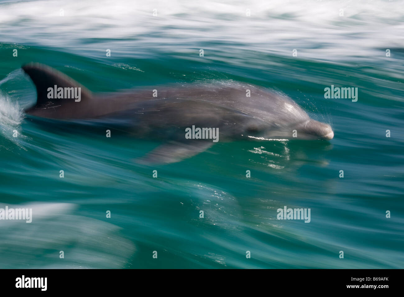 Bahamas Grand Bahama Island Freeport immagine sfocata di addestrati Tursiope Tursiops truncatus nuoto vicino al sito di UNEXSO Foto Stock