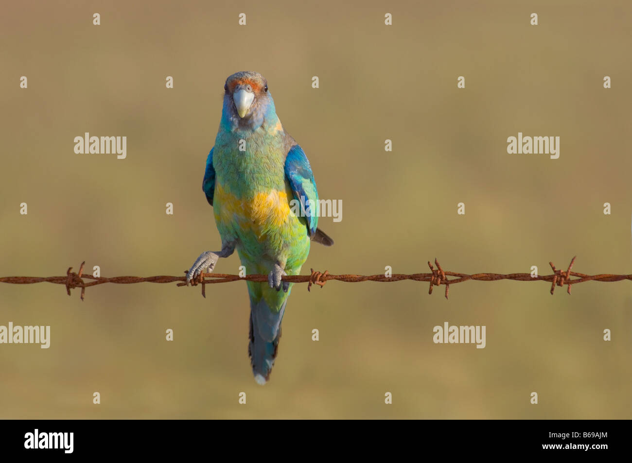 Malle ringneck parrot 'Barnardius barnardi' sul filo di recinzione Foto Stock