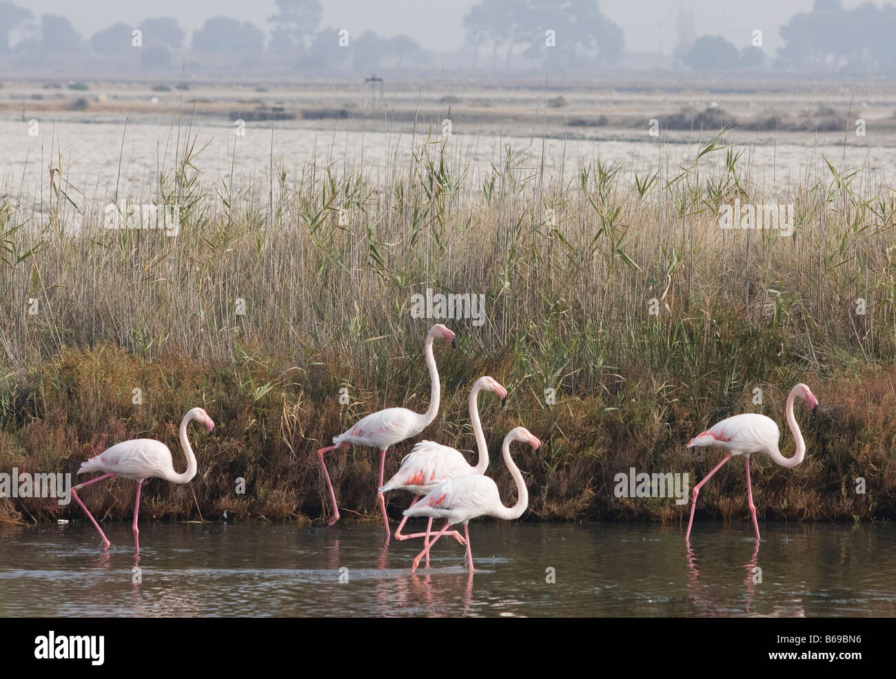 Fenicotteri rosa in acqua vicino a St Marie de la Mer in francese Camargue, Francia, Europa Foto Stock