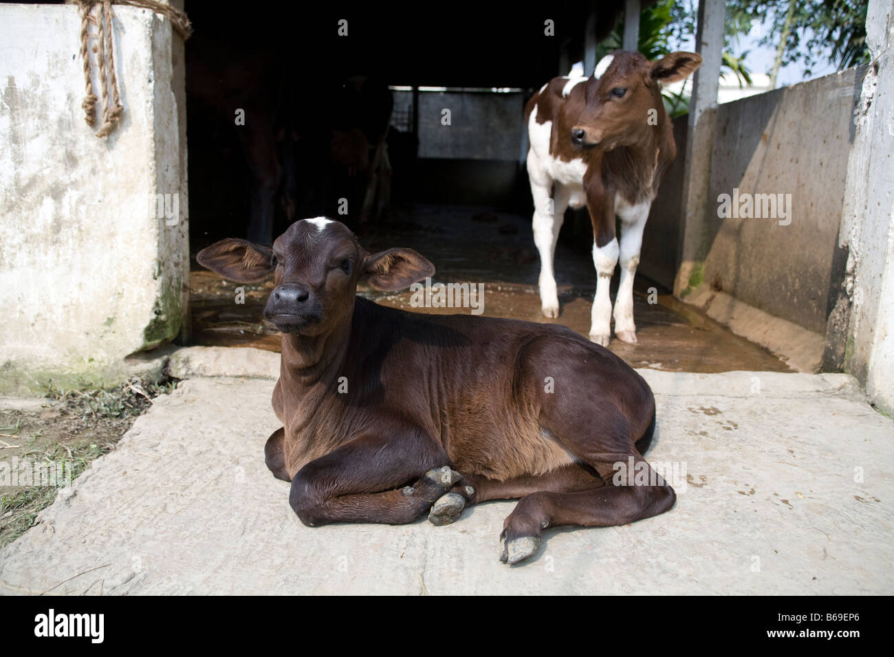 Due croste Bangladesh Foto Stock