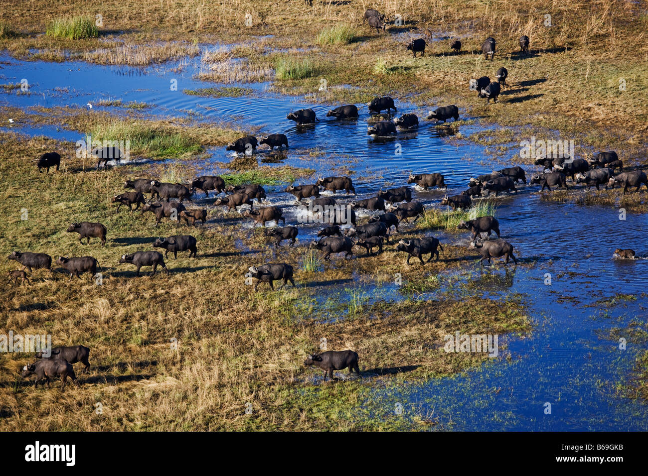 Vista aerea di bufali Syncerus caffer oltre l'Okavango Delta Botswana Foto Stock