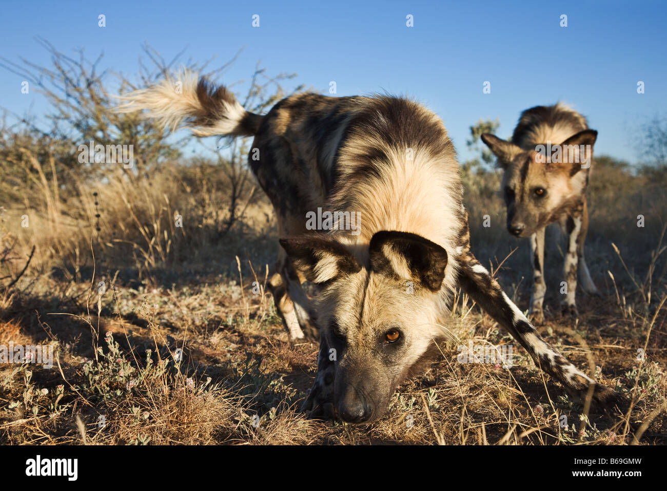 African cani selvatici Lycaon pictus in via di estinzione Dist Africa Subsahariana Foto Stock