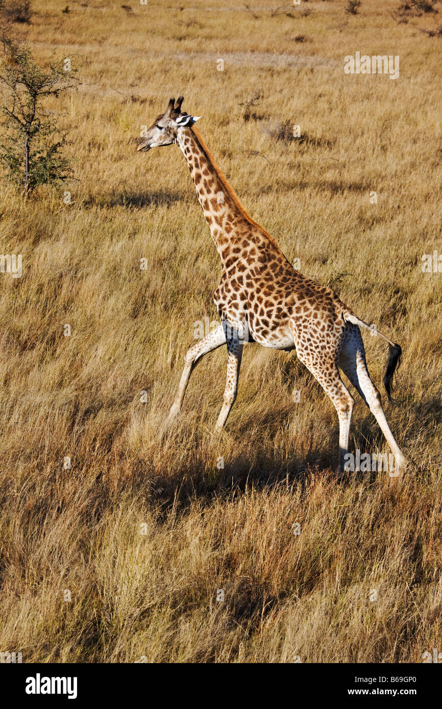 Vista aerea del sud della giraffa gira oltre l'Okavango Delta Botswana Foto Stock