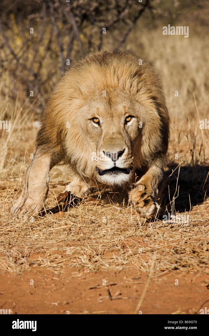 Lion Panthera leo in carica verso la telecamera Namibia Dist Africa Subsahariana Foto Stock