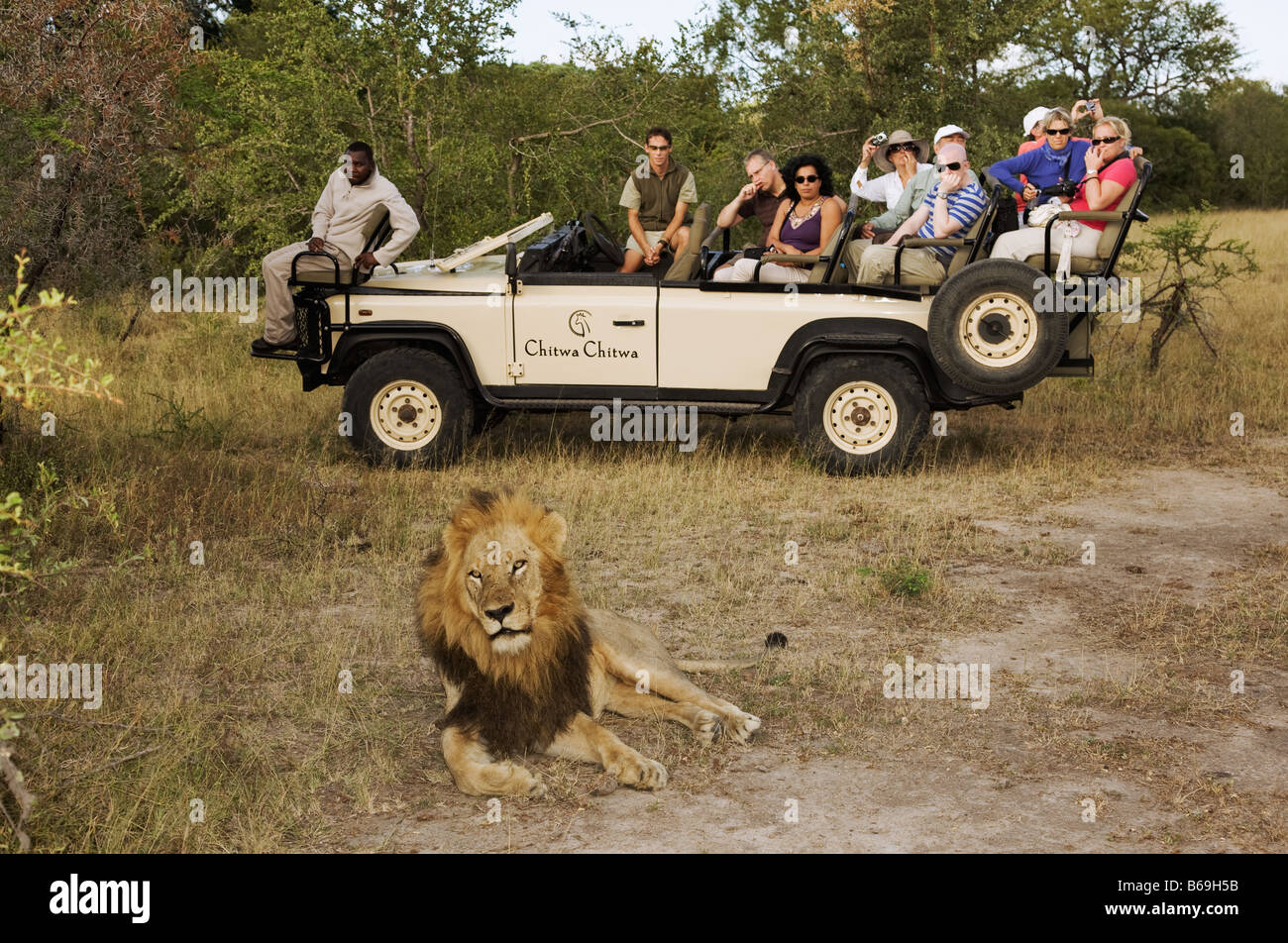 Gli ospiti su un game drive fotografare un maschio adulto lion Chitwa Chitwa privato game lodge Sabi Sand Game Reserve Foto Stock
