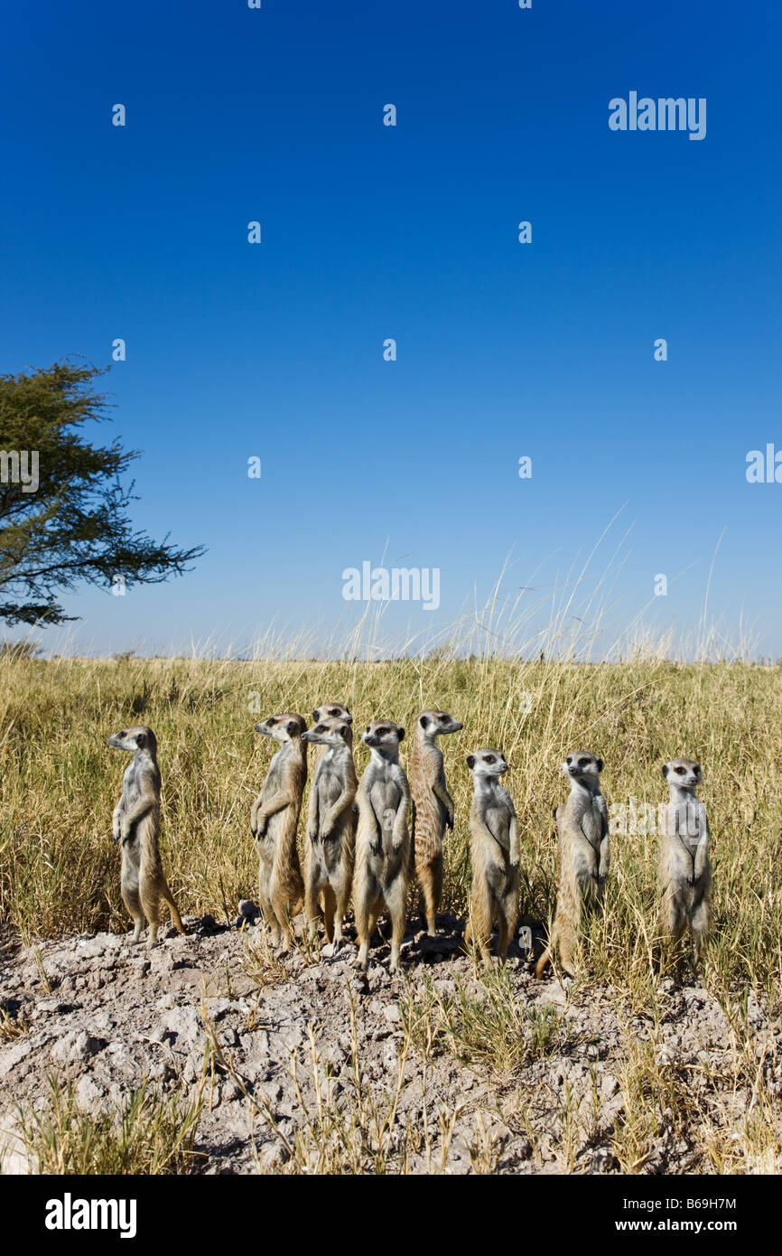 Suricate Meerkat Suricata suricatta Sentinals verticale per ottenere il punto di vista più ampio della zona circostante il Botswana Foto Stock