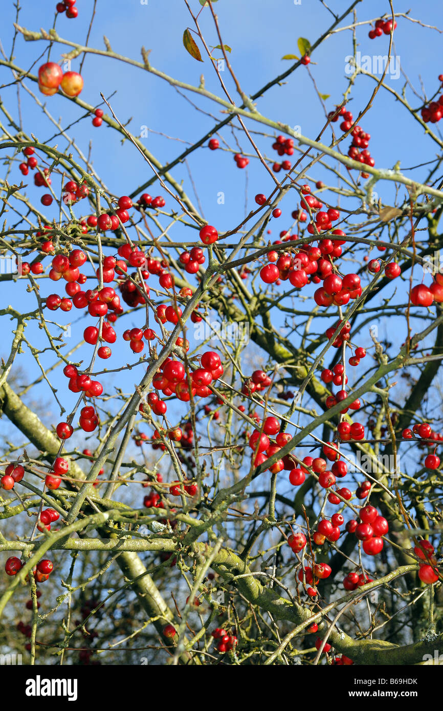 MALUS RED SENTINEL AGM Foto Stock