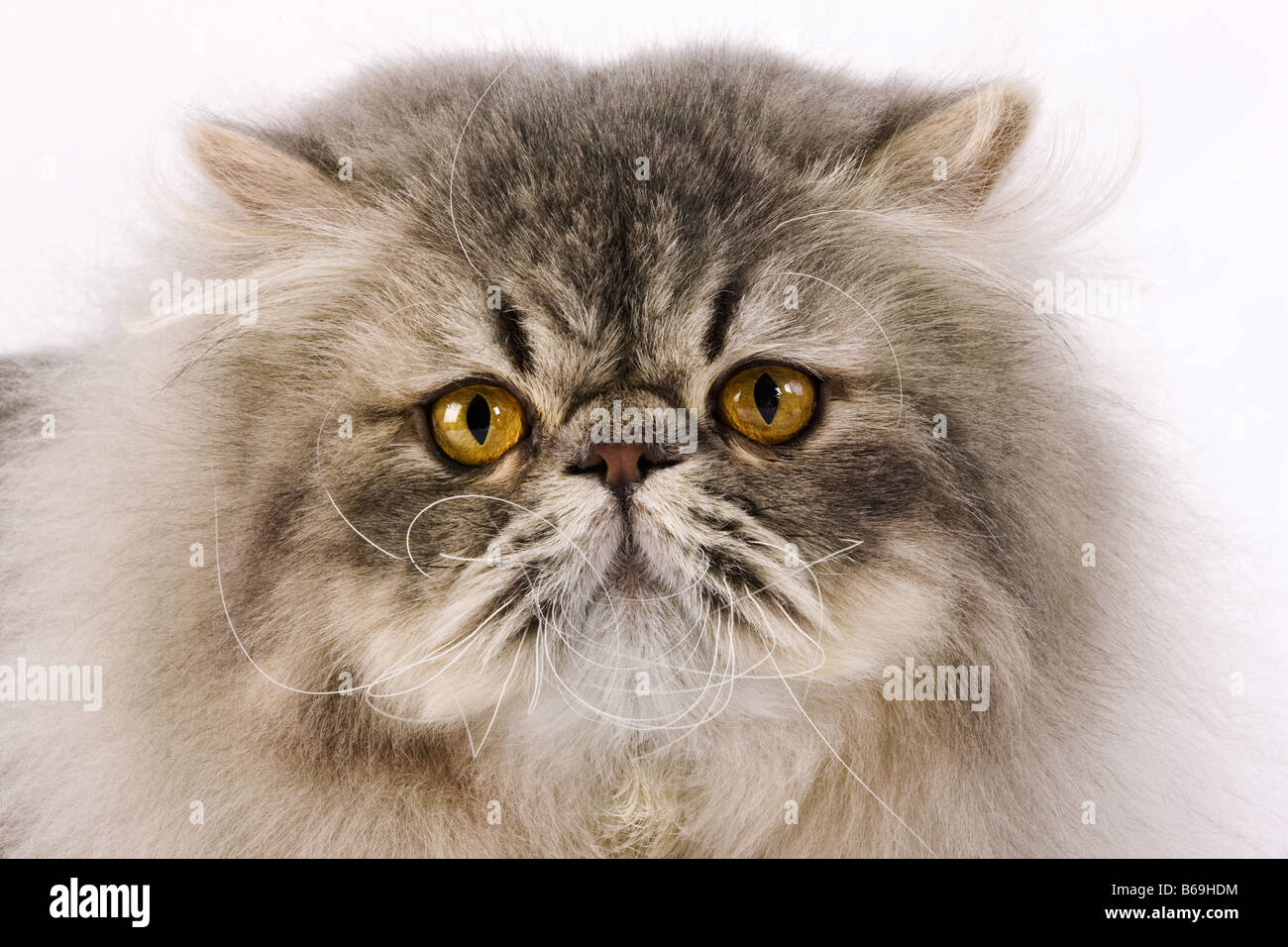 Il gatto domestico Blue Spotted Tabby persiano Studio shot contro uno sfondo bianco Foto Stock