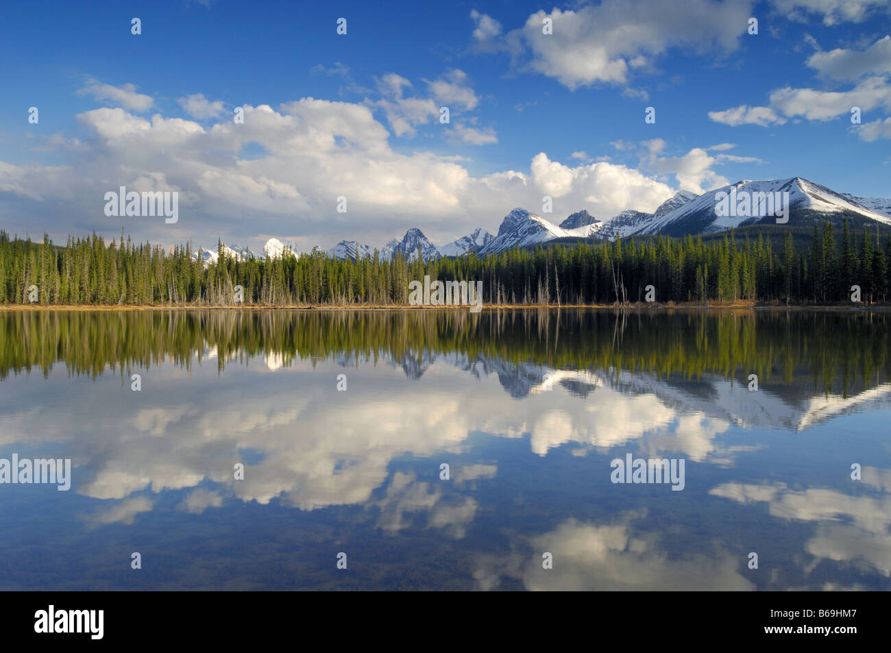 Buller laghetto di montagna lungo la Smith Dorrien autostrada a sud di Canmore Alberta Valle Spray Parco provinciale di Alberta in Canada Foto Stock