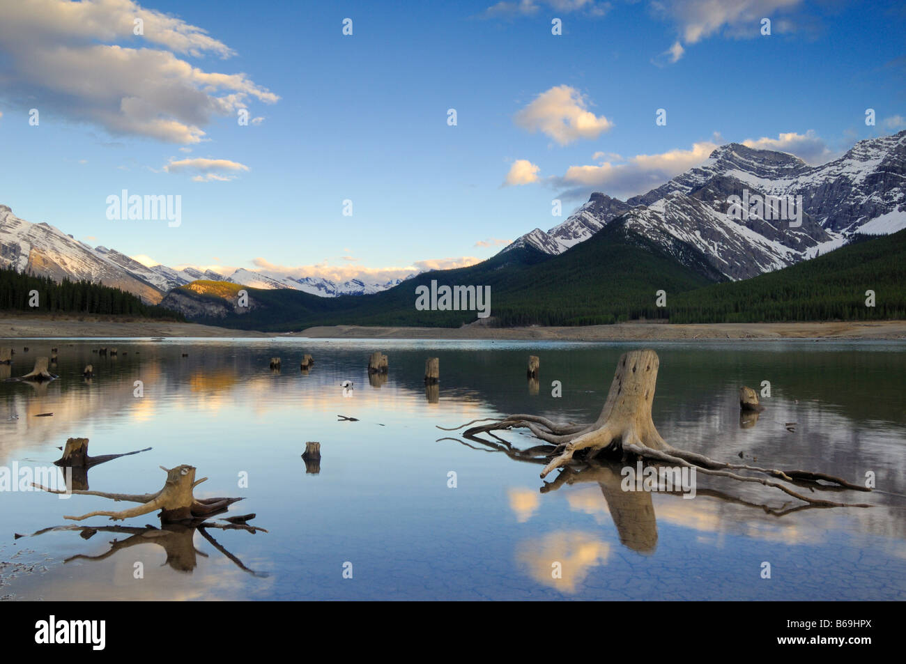 Tronchi di alberi con radici esposte in acque poco profonde dei laghi di spruzzo a sud di Canmore Alberta Canada Foto Stock