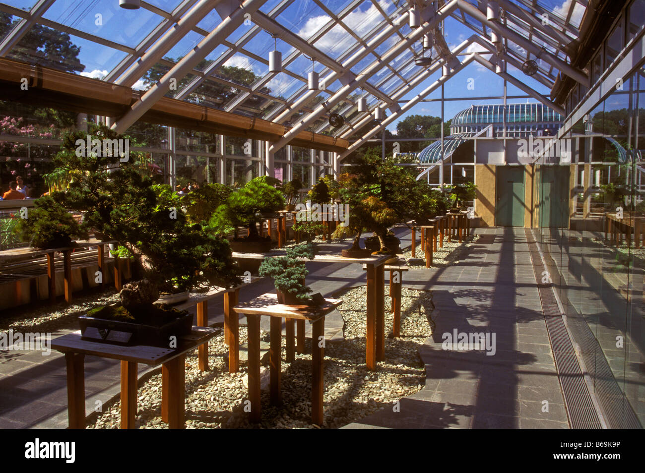 brooklyn giardino botanico bonsai mostra serra NYC Foto Stock