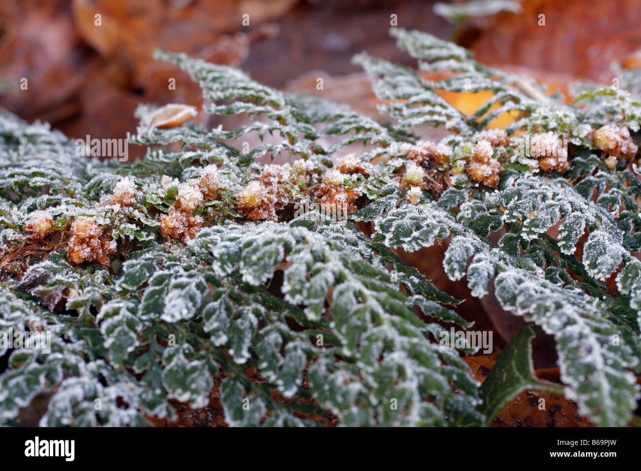 Trasformata per forte gradiente brina sul fogliame di Polystichum setiferum HERRENHAUSEN Foto Stock