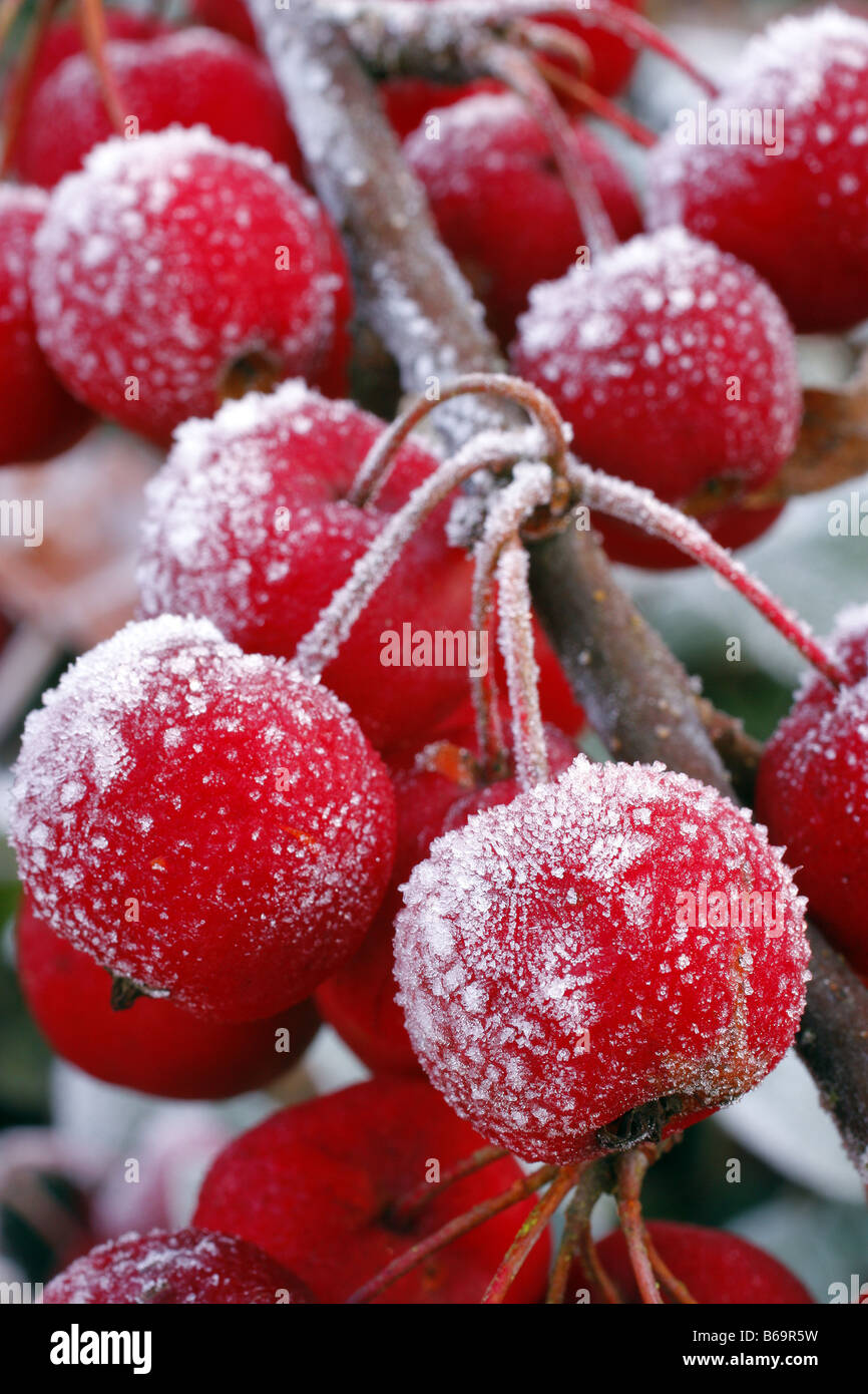 Trasformata per forte gradiente di brina sui frutti di Malus RED SENTINEL AGM Foto Stock