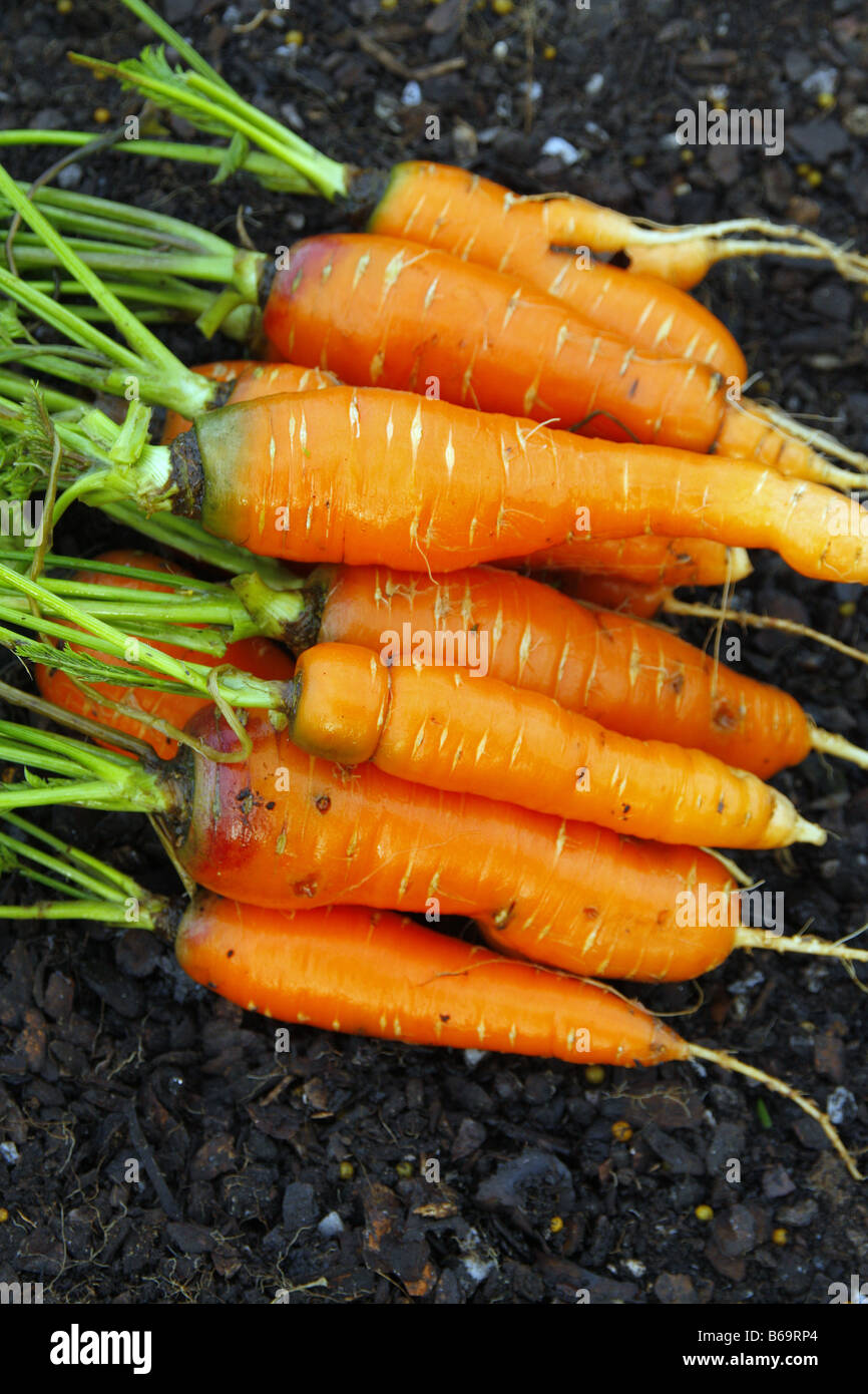 La carota SIROCO F1 presumibilmente ha una certa resistenza alla radice di carota volare anche se questi sono alcuni danni Foto Stock