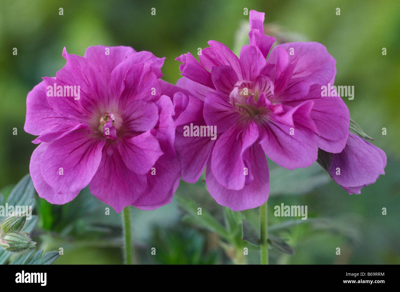 Geranium himalayense "plenum" (Cranesbill) syn. Doppia di betulla Foto Stock