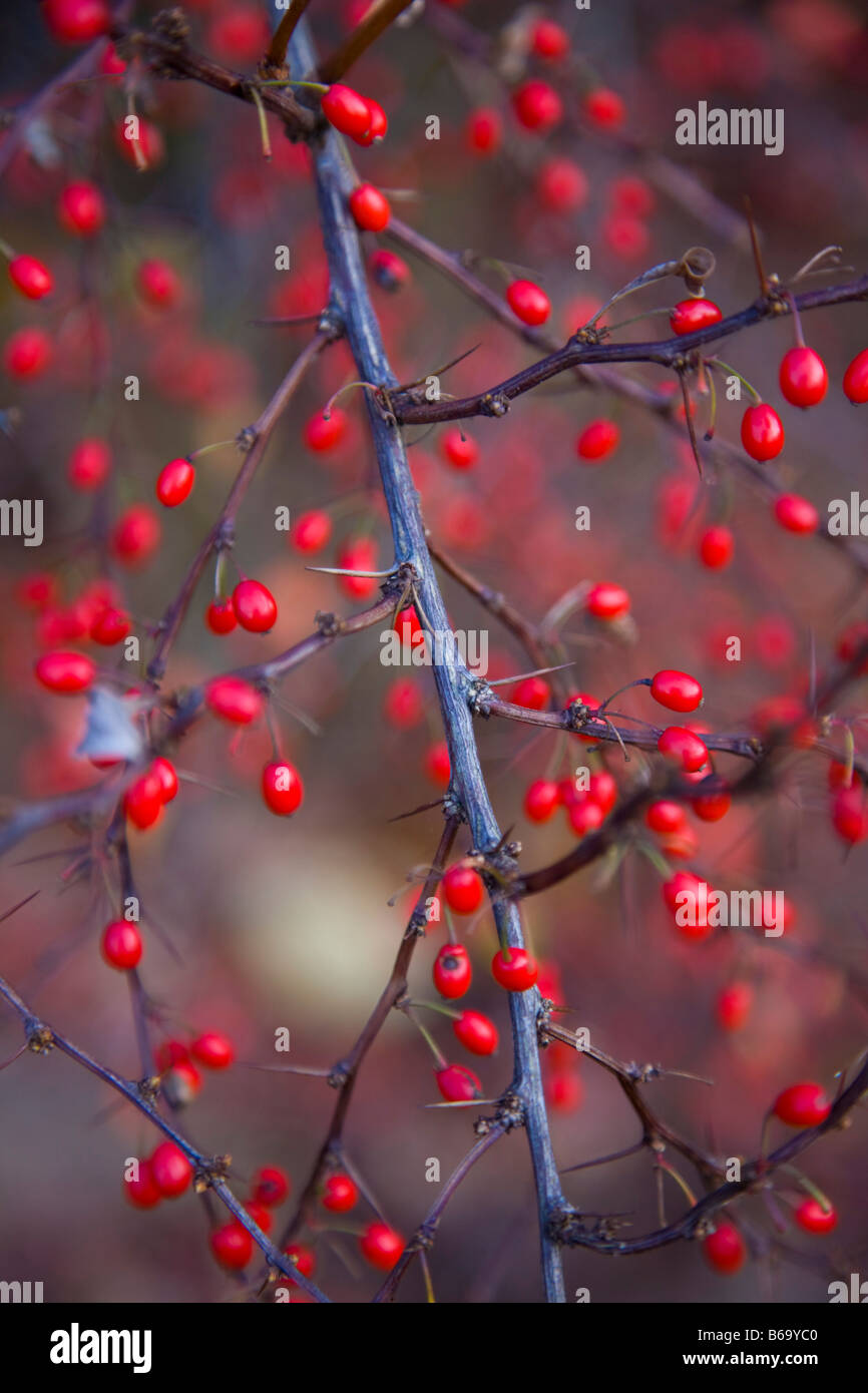 Luminose rosse bacche su Berberis Thunbergii atropurpurea var Foto Stock