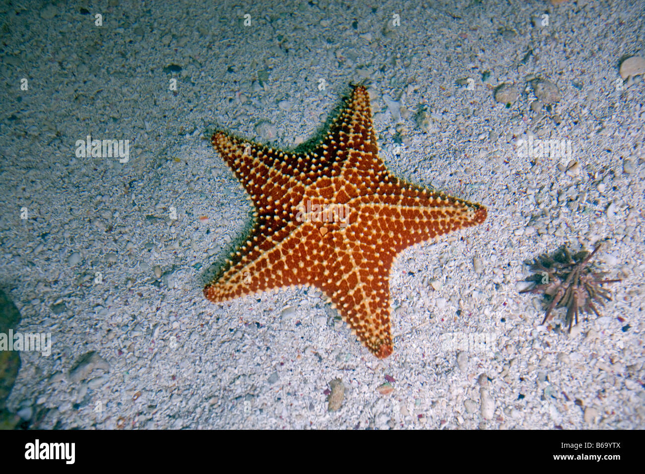 Messico, Quintana Roo, Tulum, natura xcaret park, Coral Reef Aquarium, stelle marine. Foto Stock