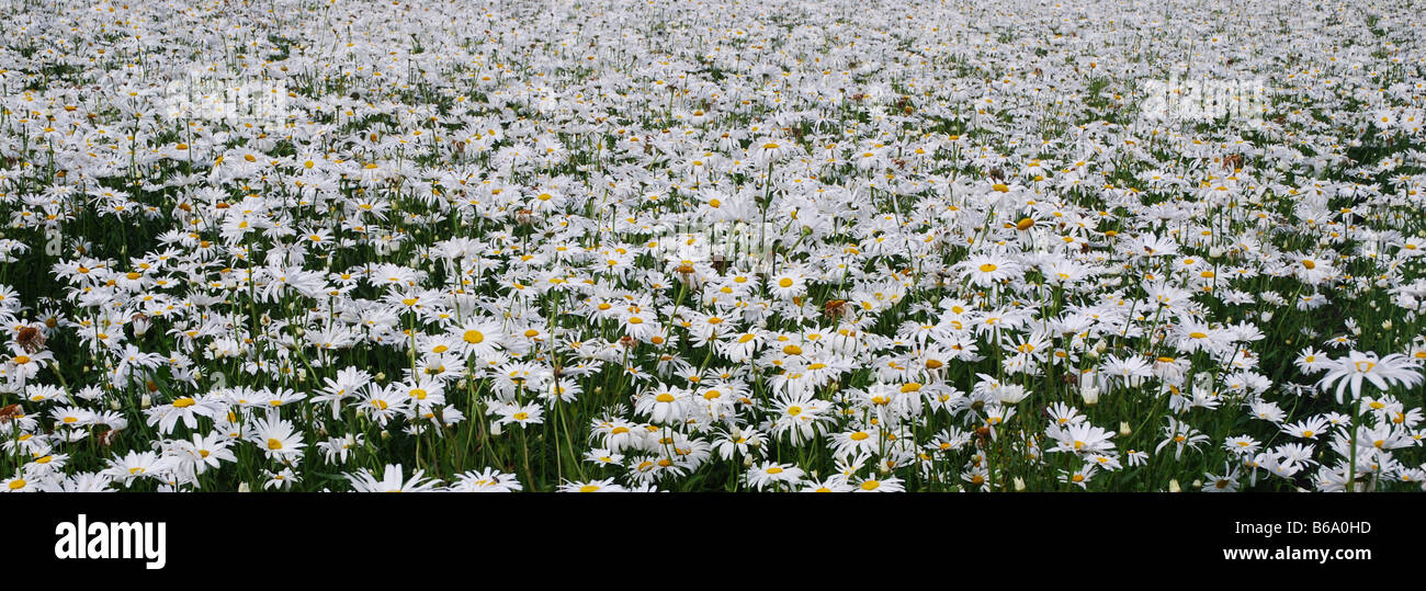 Campo di margherite bianco per le sementi di produzione in Paesi Bassi Zeeland Foto Stock
