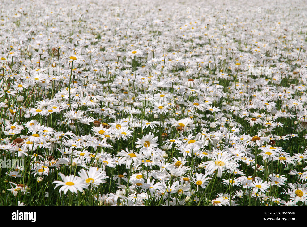 Campo di margherite bianco per le sementi di produzione in Paesi Bassi Zeeland Foto Stock