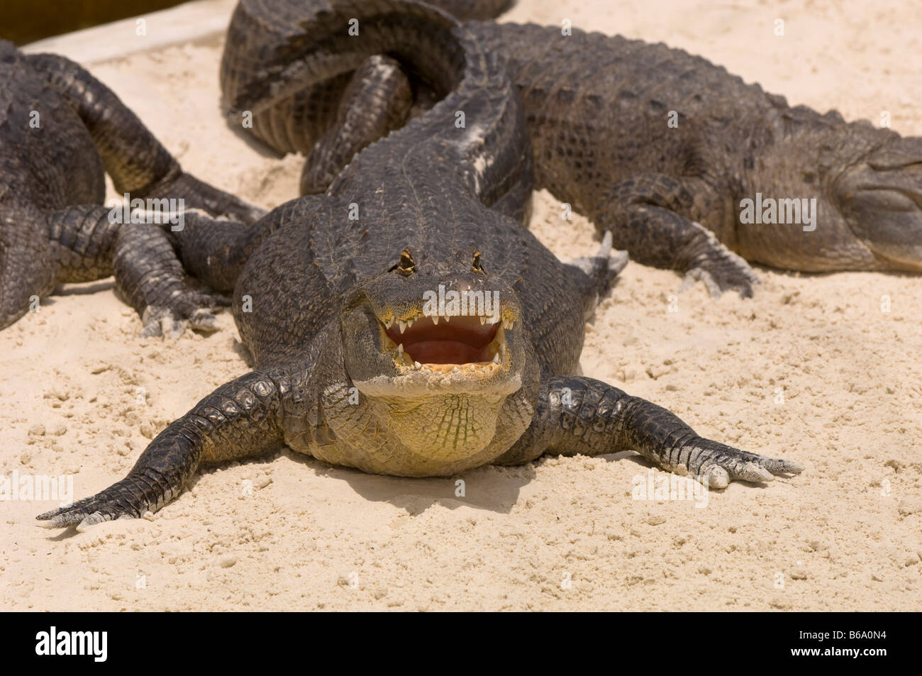 Gatorland Kissimmee Orlando Florida Stati Uniti d'America Foto Stock