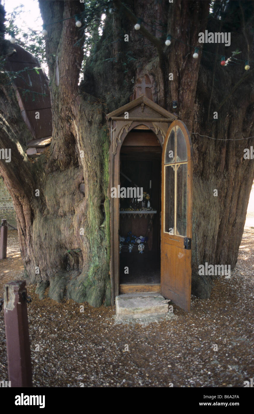 Cappella di Sant'Anna in cava sacra Yew Tree, La Haye-de-Routot, Normandia, Francia. Yew è stimato essere 1000-1300 anni Foto Stock