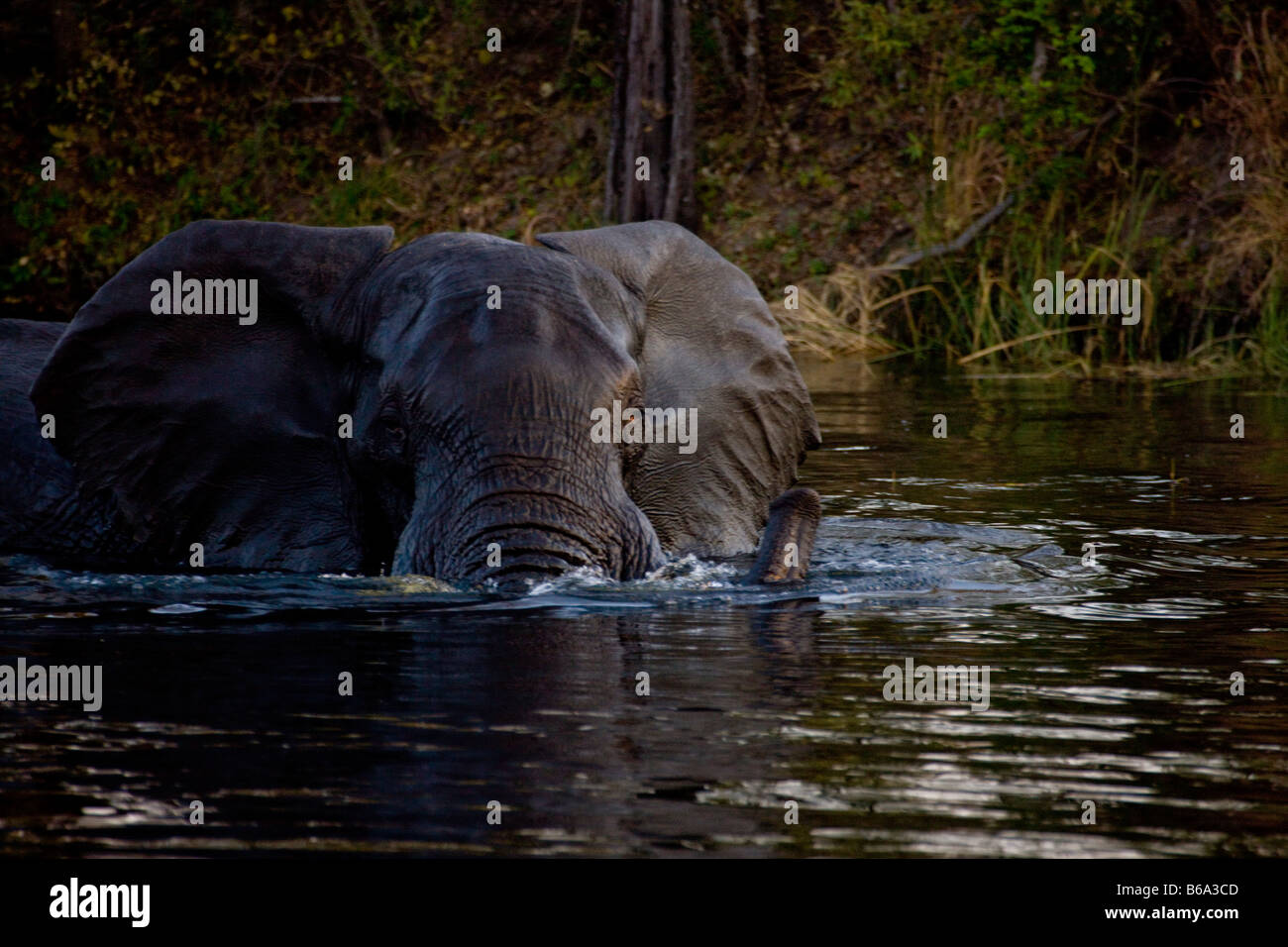 Giovane elefante nuoto nella palude Linyanti, Namibia Foto Stock