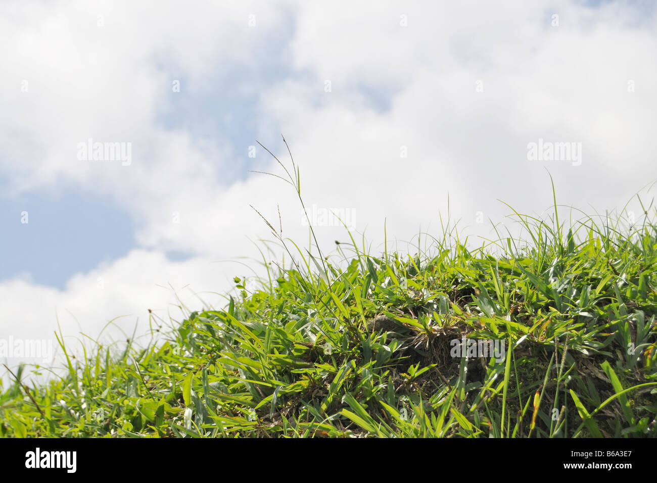 Verde erba lussureggiante contro il cielo blu Foto Stock