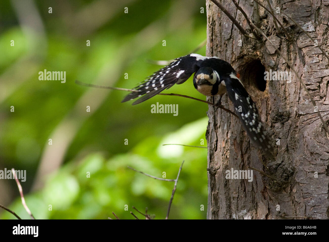 Picchio rosso maggiore (Dendrocopus major) lasciando il foro di nido Foto Stock