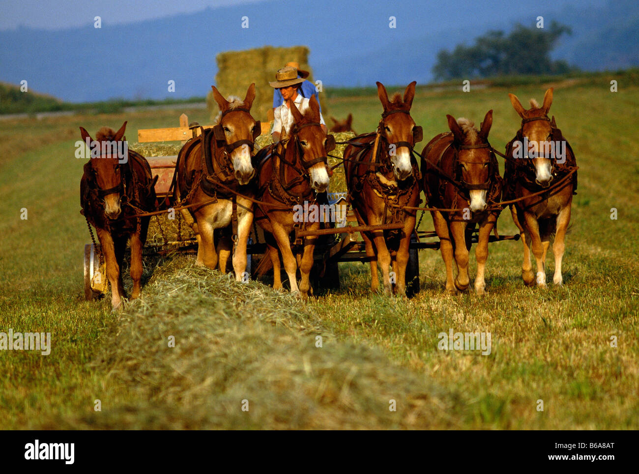 Mulo tracciata carri agricoli sono utilizzati da Amish per la raccolta di fieno, Lancaster County, Pennsylvania, STATI UNITI D'AMERICA Foto Stock
