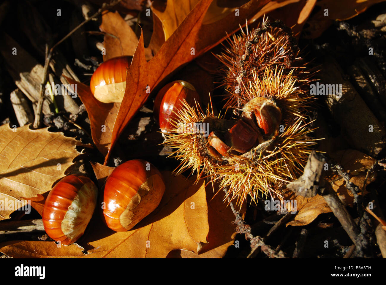 Le castagne sul pianale in legno Foto Stock