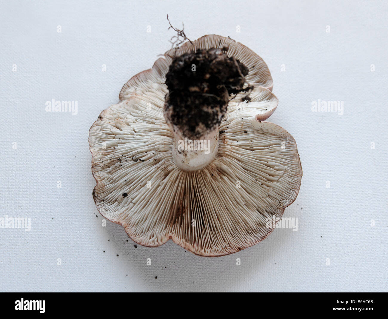 Le branchie di un appena raccolti, immangiabile backyard fungo Foto Stock