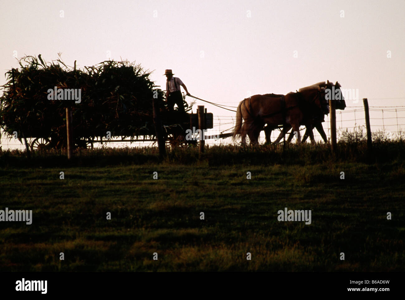 Cavallo e carri agricoli sono utilizzati da Amish per la raccolta di mais, Lancaster County, Pennsylvania, STATI UNITI D'AMERICA Foto Stock