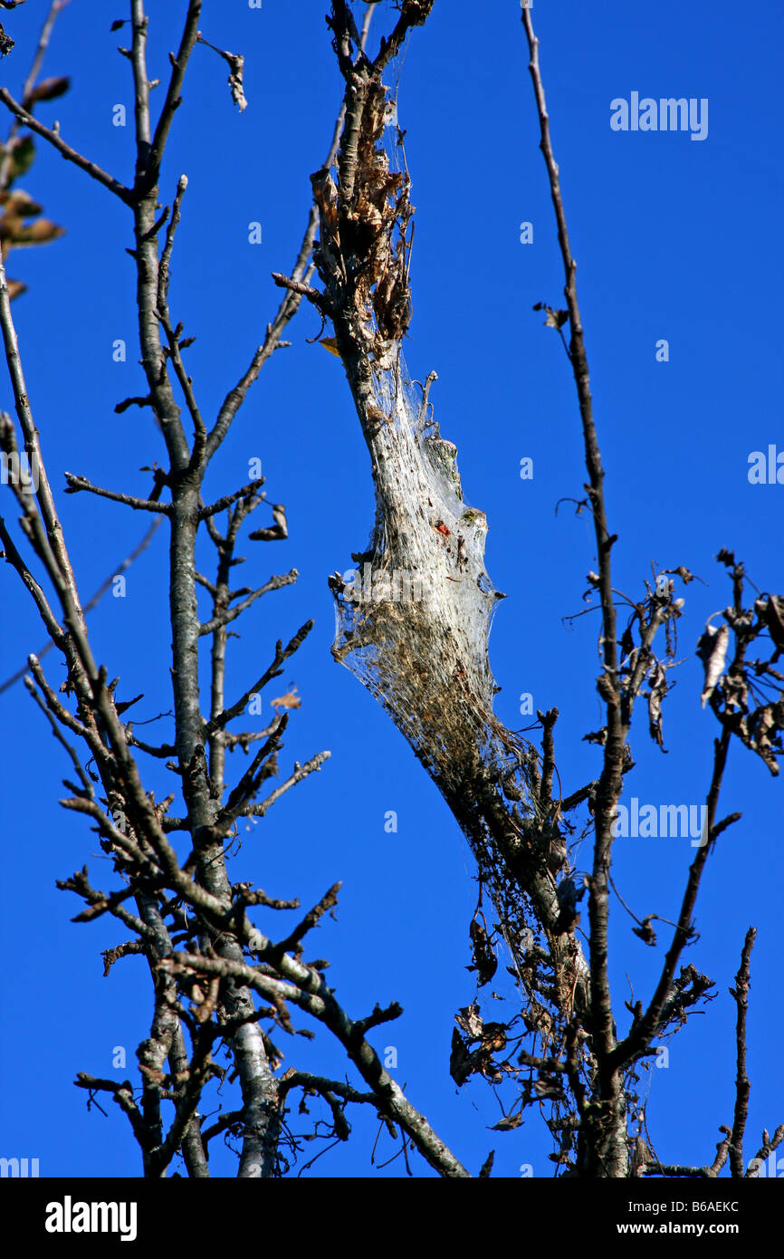 Spider nido di alberi da frutto Foto Stock