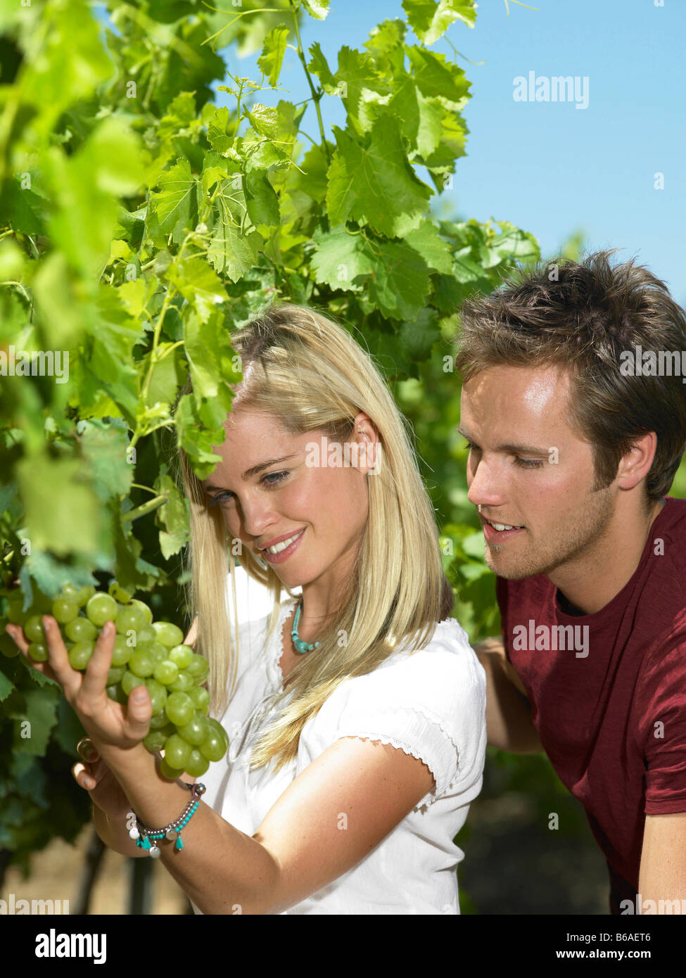 Donna che guarda la uva sulla vite Foto Stock