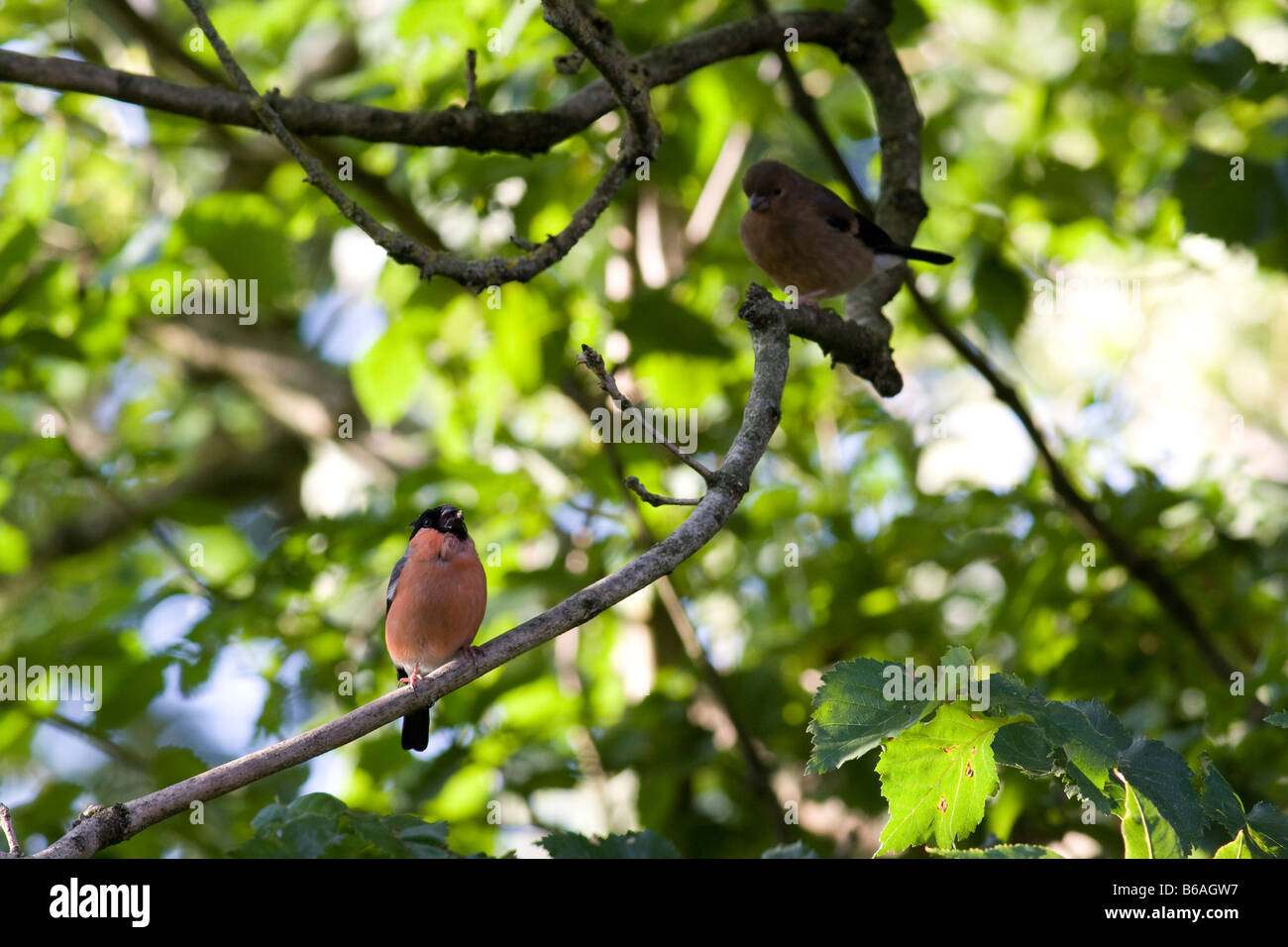 Maschio e capretti Bullfinch (Pyrrhula pyrrhula) seduta in frassino Foto Stock