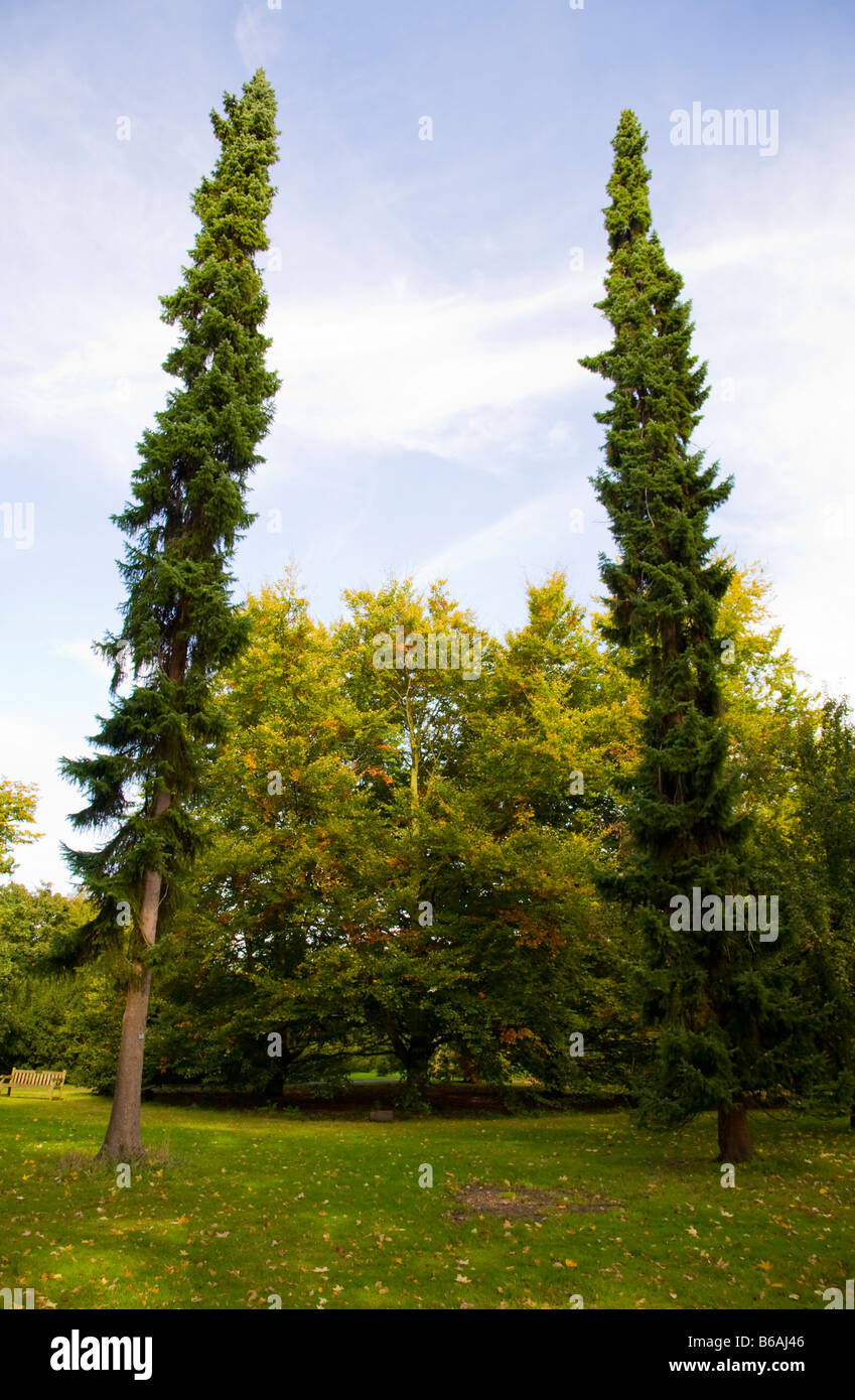 Abete serbo " Picea Omorika' nella Royal Botanical Gardens di Kew Foto Stock