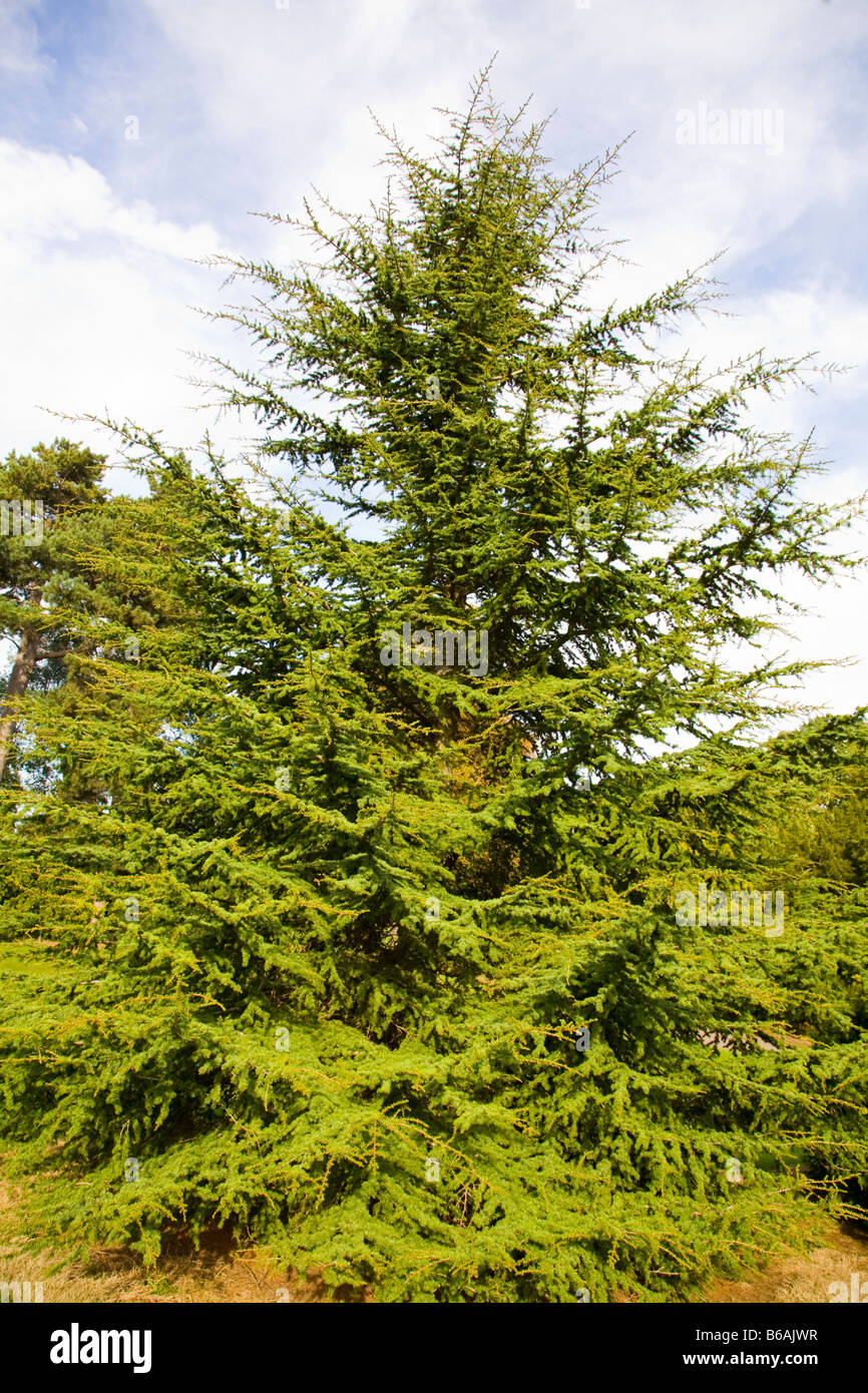 Cipro Cedro Cedrus brevifolia Foto Stock