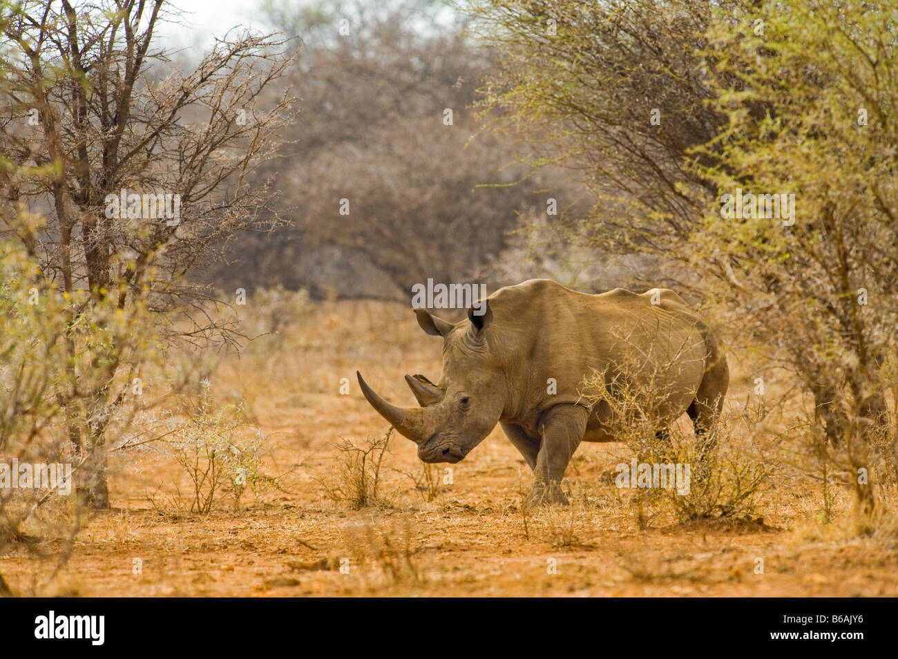 Wild rinoceronte bianco rhino Ceratotherium simum in acacia woodland Sud-africa wildlife deserto Foto Stock