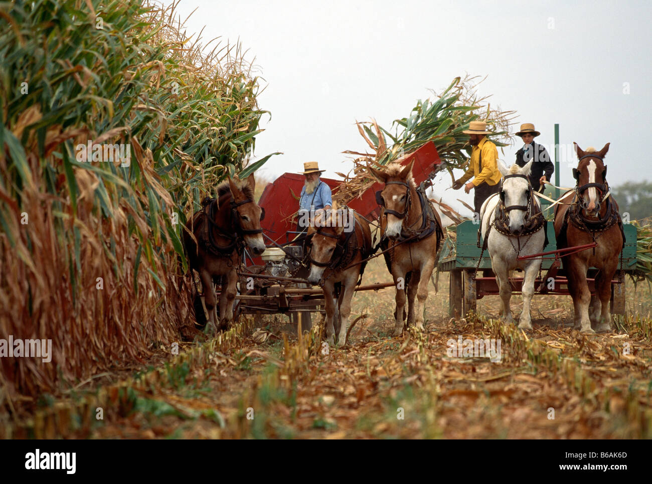 Cavallo e carri agricoli sono utilizzati da Amish per la raccolta di mais, Lancaster County, Pennsylvania, STATI UNITI D'AMERICA Foto Stock