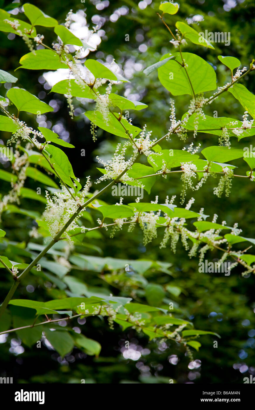 Invasiva knotweed giapponese Polygonum cuspidatum Foto Stock