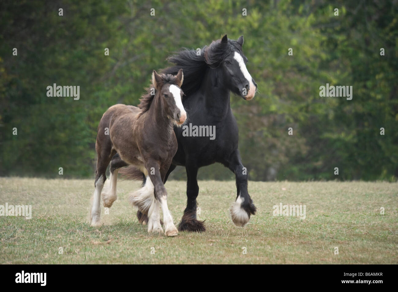 Cavallo zingara mare con puledro Foto Stock