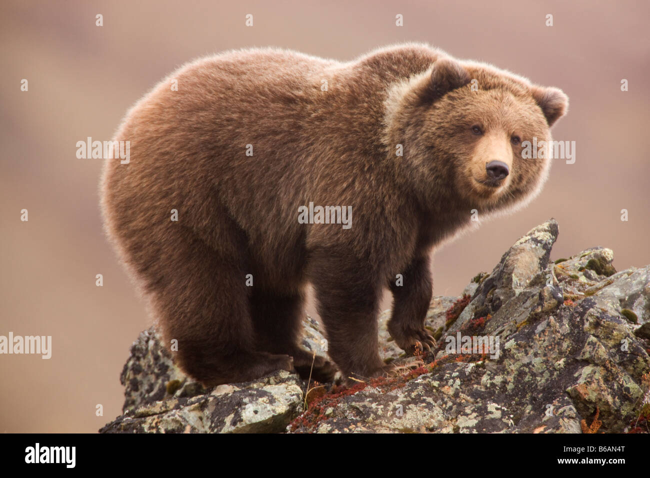 Orso grizzly chiamato anche Orso Bruno Parco Nazionale di Denali Alaska Foto Stock