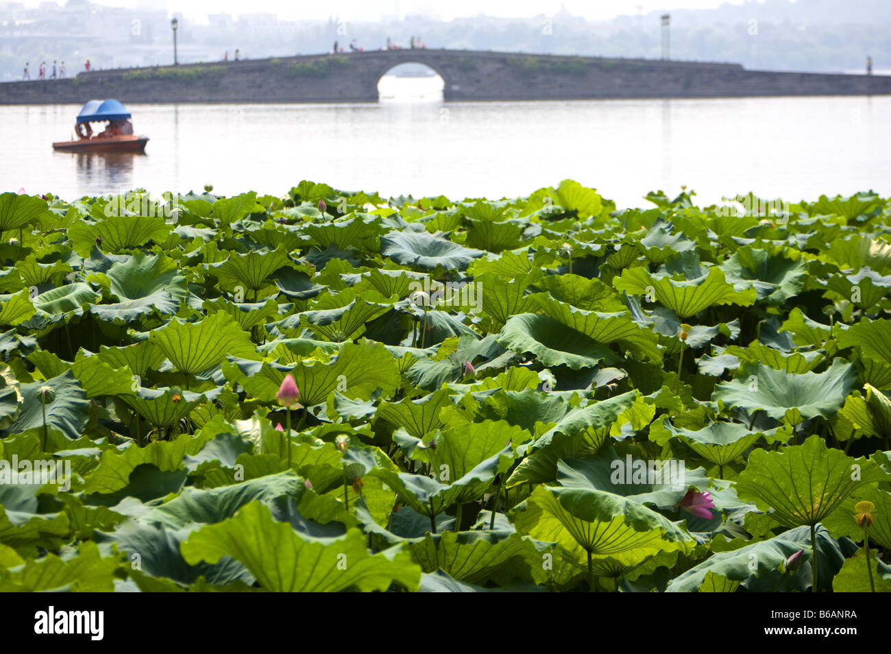 Il verde lily pad nel West Lake Hangzhou nella provincia di Zhejiang Foto Stock