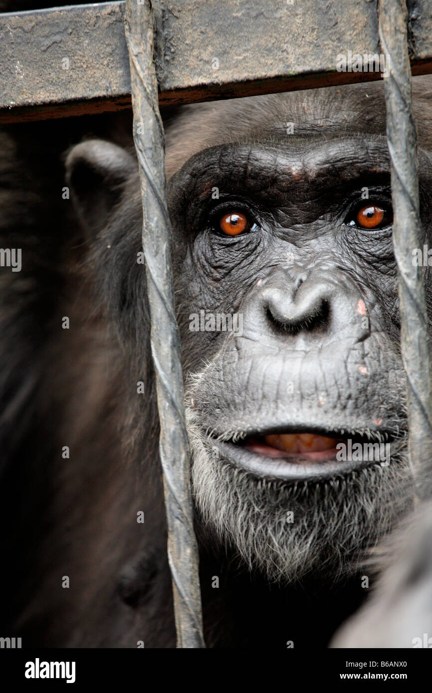 Scimpanzé in gabbia a Mendoza zoo Argentina Foto Stock