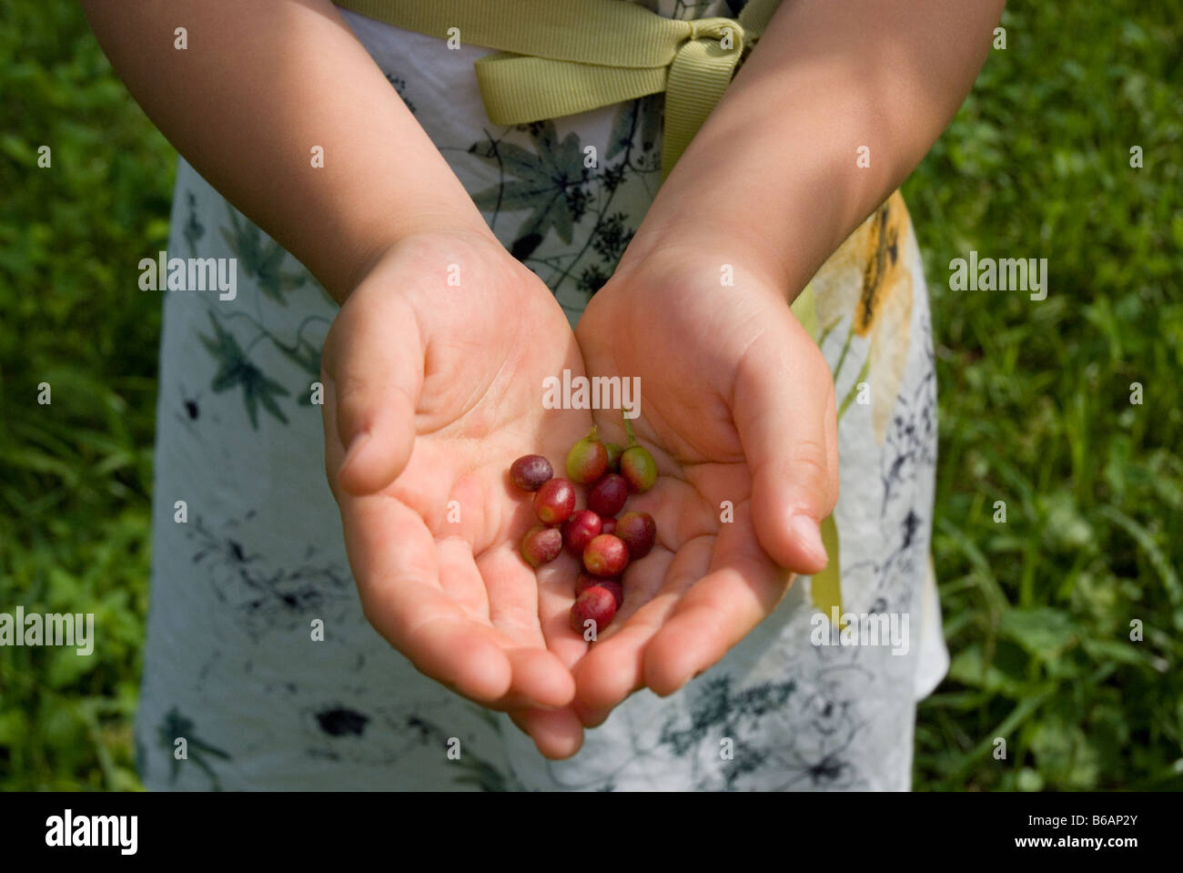 Le mani di una ragazza di dadi di fissaggio Foto Stock