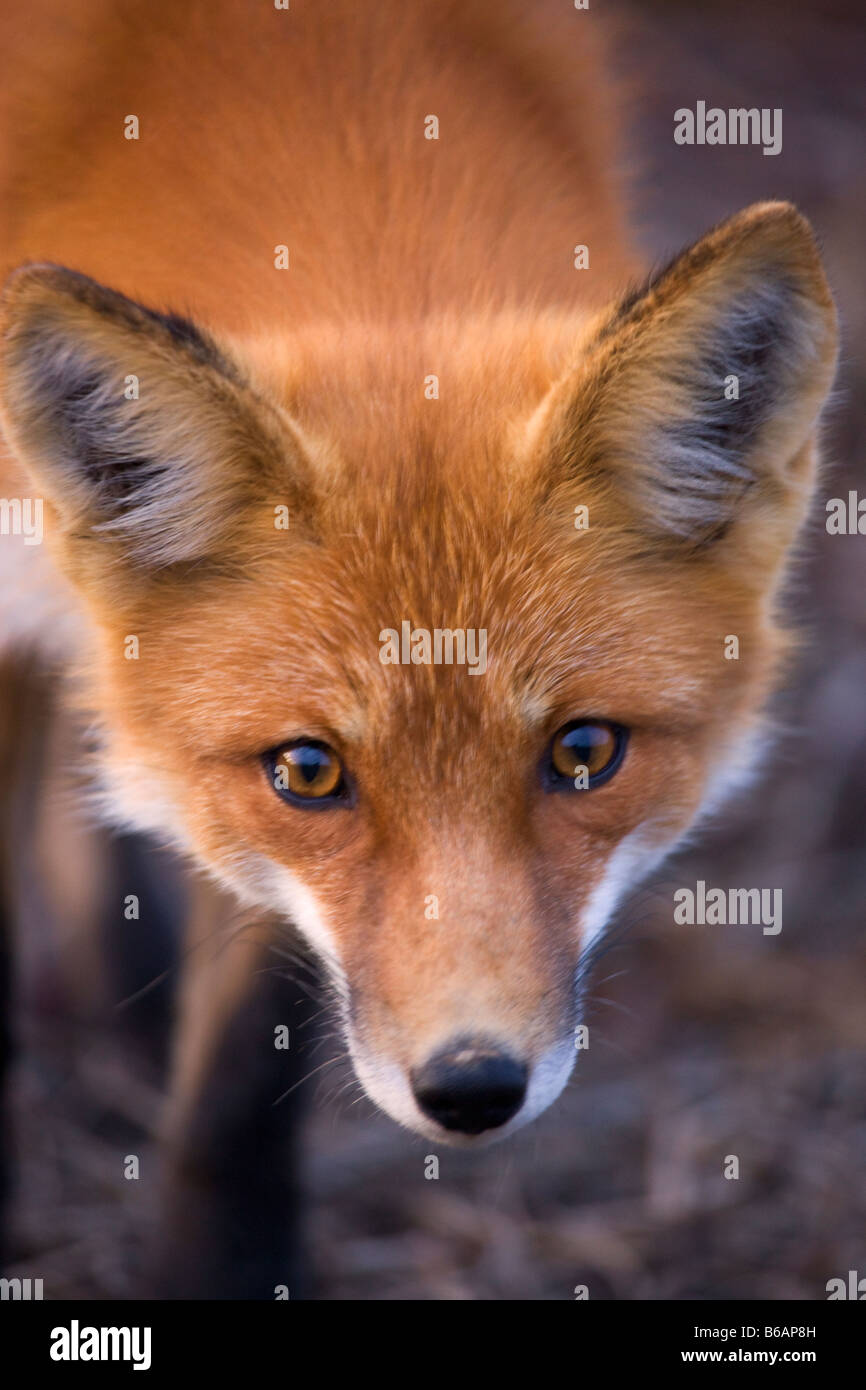 Red Fox Parco Nazionale di Denali Alaska Foto Stock