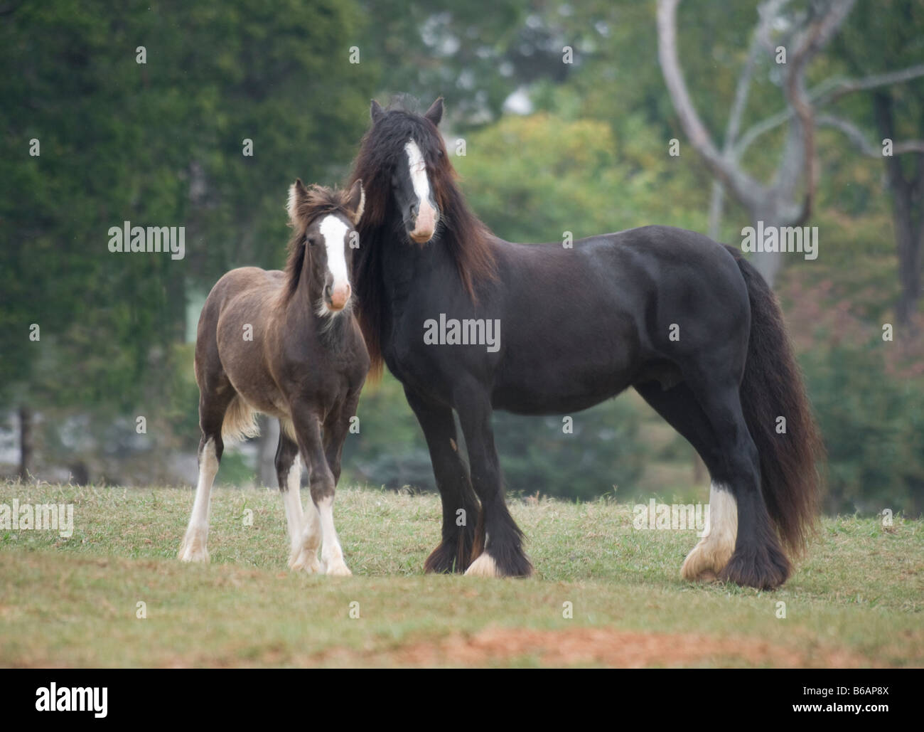 Cavallo zingara mare con puledro Foto Stock